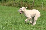 BOUVIER DES ARDENNES 374